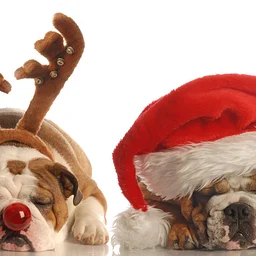 Pet Photos with Santa