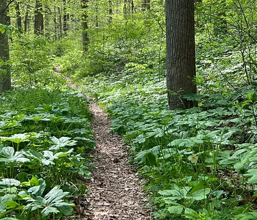 Beyond the Fence Trail Hike