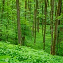 Hinchcliff Family Preserve