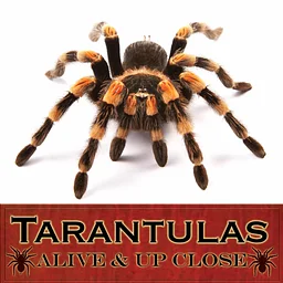 Exhibition Opening, Sat. Sept 19 — “Tarantulas: Alive & Up Close”