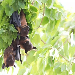 Oaks and Acorns: Bats