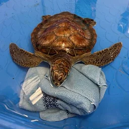 Saving Cold-Stunned Sea Turtles with NYMRC – VIRTUAL