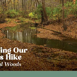 Recharging Our Wetlands