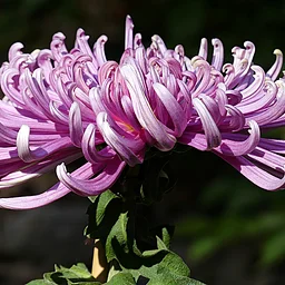 Festival of Fabulous Mums: Basic Floral Design with Patty Stimmel (Sun.)
