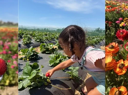 Strawberry & Flower Spring Festival