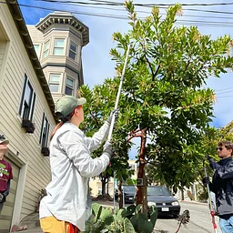 Bayview | Community Tree Care