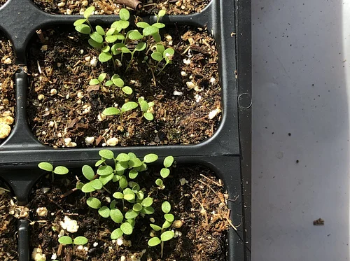 Seed & Garden Exchange