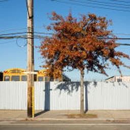 New Dendrology at the Arsenal Gallery