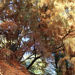Tree Collection Walk: Deciduous Conifers