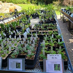 Fall Plant Sale
