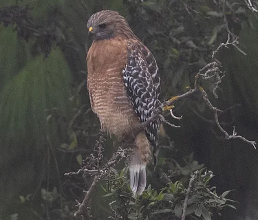 Birding with Barbara