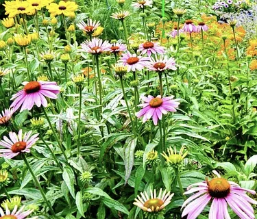 Easy Ways to Add Native & Edible Plants to Your Garden (Plus Invasives to Avoid)