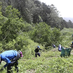 Weeding the Colma Creek Headwaters