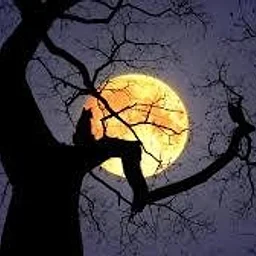 Full Moon Hike With Vermont Land Trust