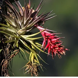 No Soil Needed: Epiphyte Mounting, Care, and Display Design