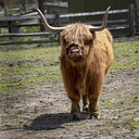 Cow-abunga Scavenger Hunt
