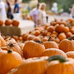 Pumpkin & Squash Show and Sale
