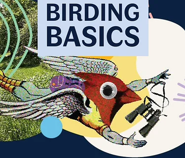 Birding Basics with the CHPL Bird Nerds