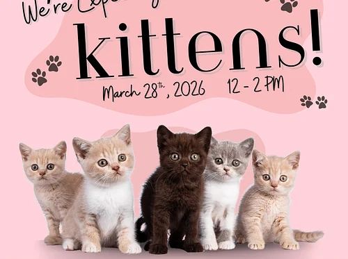 Kitten Shower!