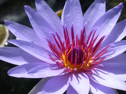 Waterlily Weekend
