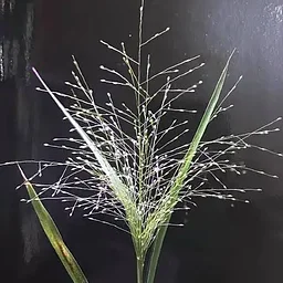 CNSS: Our Arizona Grasses: Why We Are Unique