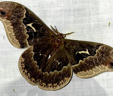 Moth Observation Night