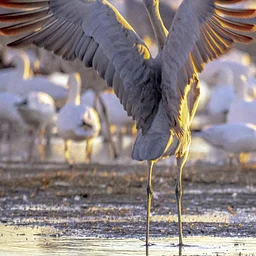 Renesan – The Fall Migration: Birds Heading South