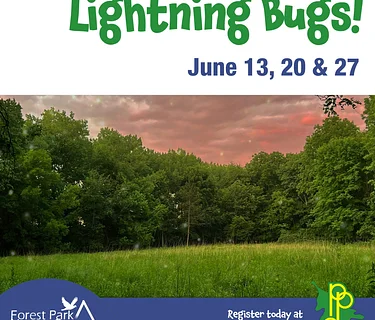 Lightning Bugs!