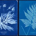 Intro to Cyanotypes