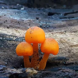 50+ Walking Series with AARP: Frightful Fungi at DMH