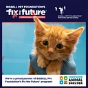 August BISSELL Spay Day - Cats Only