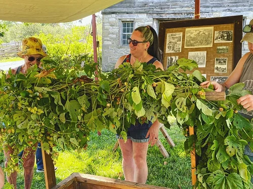 Hop Harvest Festival: Bines & Vines