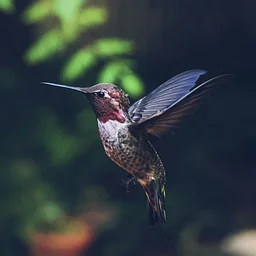 Monterey Audubon Society Board Meeting