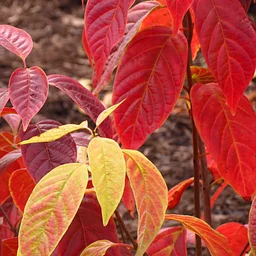 Outdoor Adventures – Fall Leaf Fun