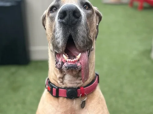 Gentle Giants Meet Up