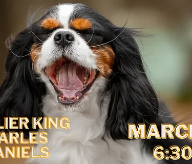 Cavalier King Charles Spaniels Breed Meet Up