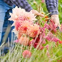 Cut Flower Arranging