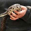 Innovative Animal Adaptations