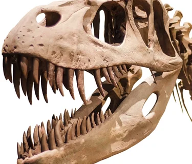 Just for Me: Paleontology 101