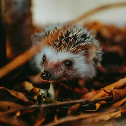 Fall Animals Crafts Week