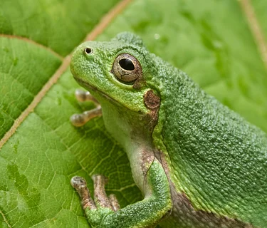 Geology & Herpetology – The Bridging of Two Sciences