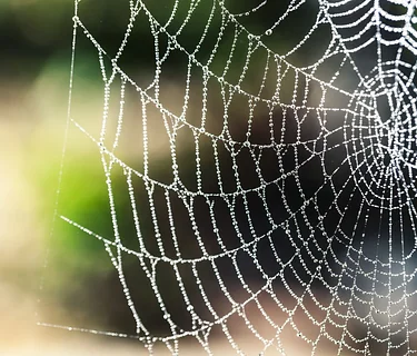 Webs, Wings, and Scaly Things Camp June 22nd-26th