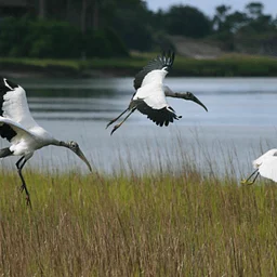 Bird Walk at Mingo Point
