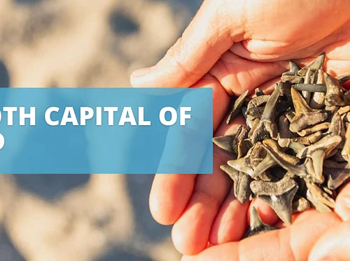 CANCELLED: Friday Night Concert Series