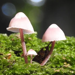 Mushroom Foray