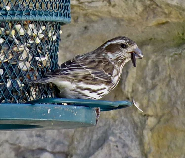 Thursday Project Feeder Watch