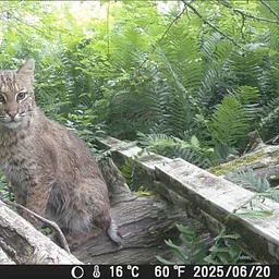 Wildlife Tracking Club Outing