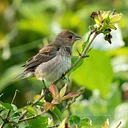 Birding at the Bartlett - July 25