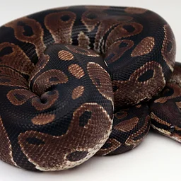 Ssssensational Snakes!