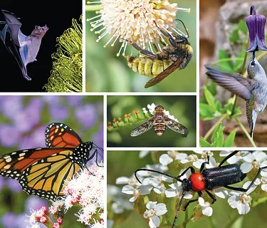 Texas Pollinators